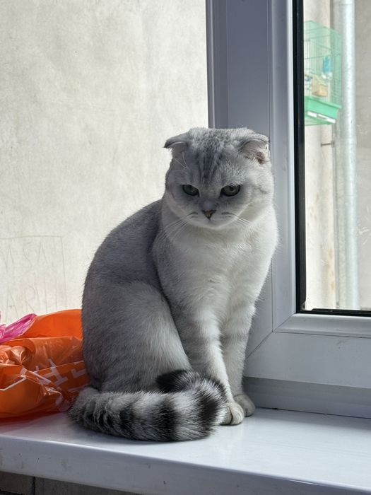 Прадаёться срочна коть