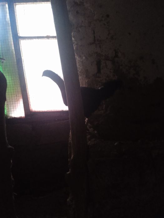 Xonaki tovuqlar sotiladi. Hammasi tuxum tug'adi