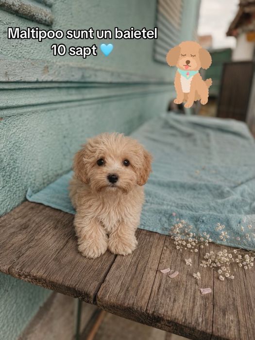 Maltipoo  foarte jucaus si fluffy