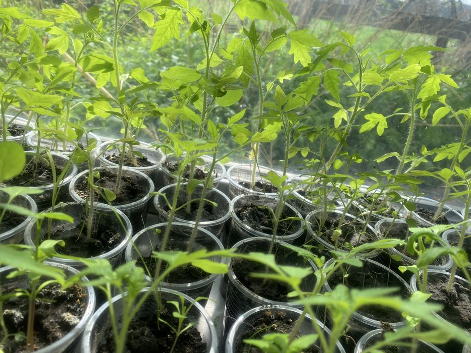 Рассада помидора сорт бычий сердце