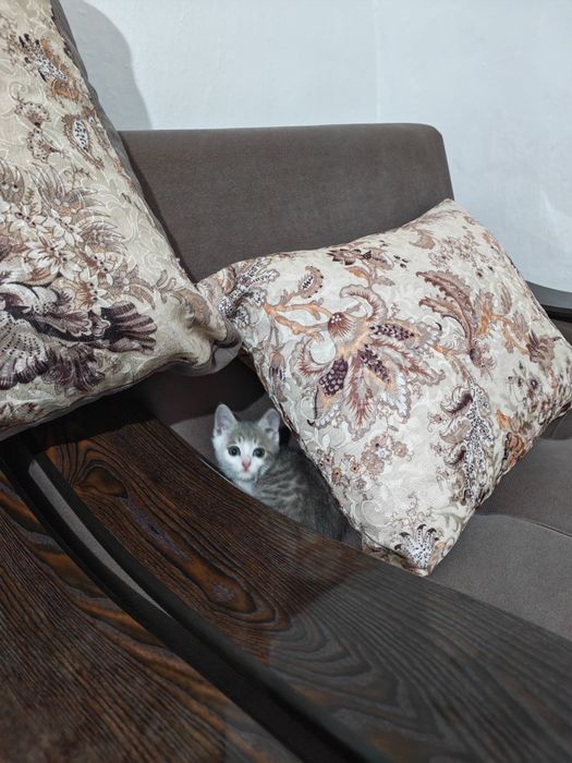 Отдам бесплатно в добрые руки.