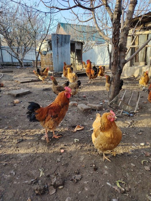 Кученский   Инкубационое яйцо