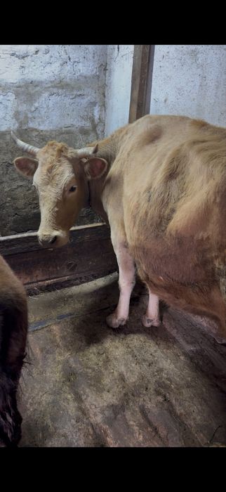 Продам корову и телят