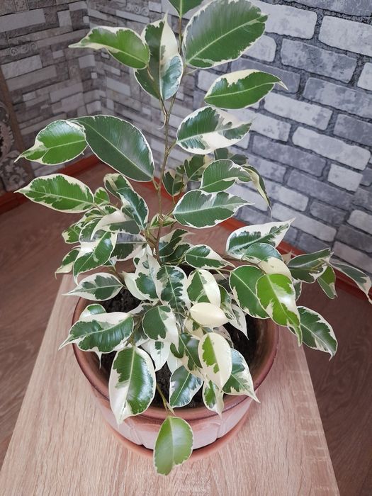 Продам цветок декоративный