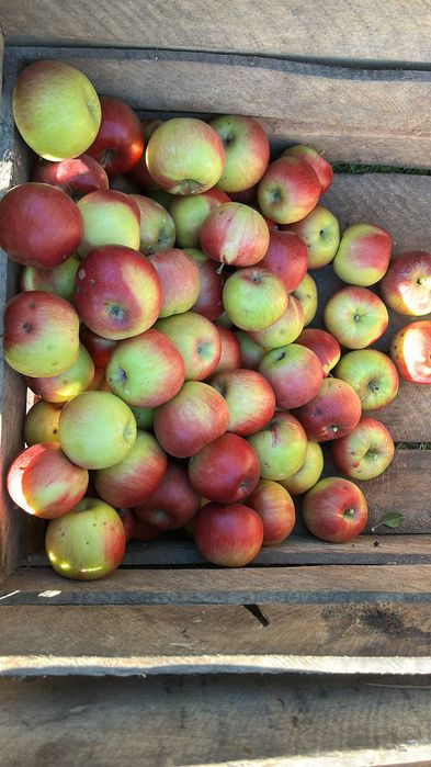 Mere diverse soiuri pentru suc