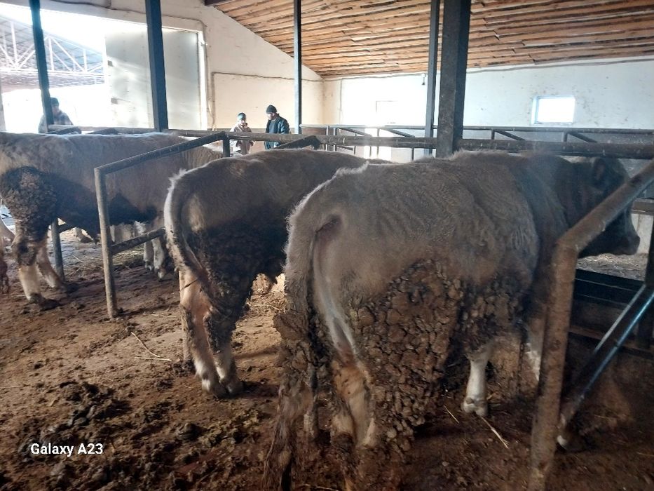 Продам  быков хорошые