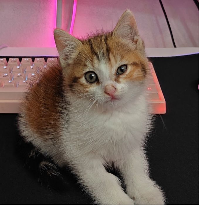 В добрые руки Котенок ( Кошка, девочка)