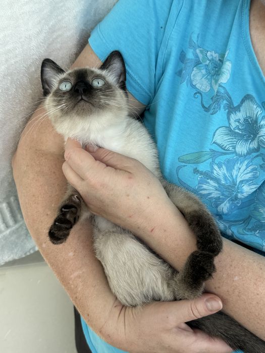 Котята в поиске ответственных котородителей