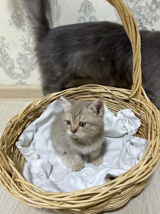 Scottish strayt лиловый окрас