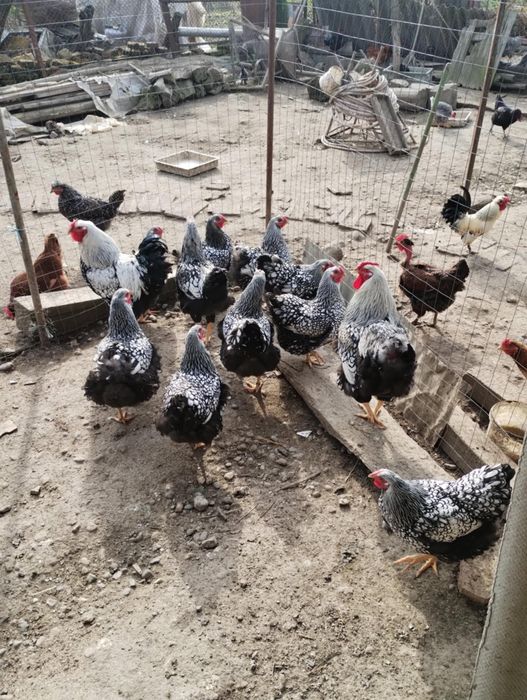 Vand wyandott arghintiu