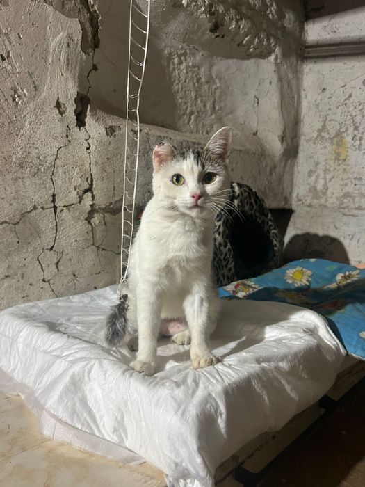 Кошечка Пушинка в добрые руки!