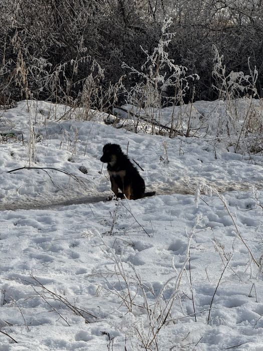 Помогите пристоит щенков отдается бесплатно