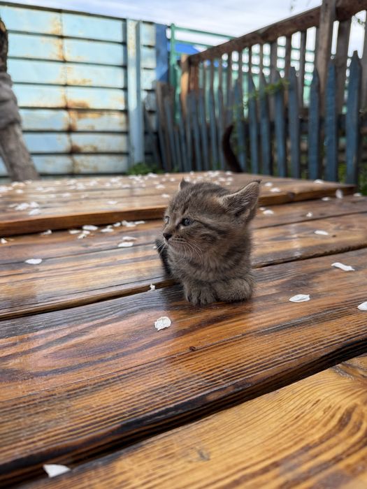Отдам котят в хорошие руки