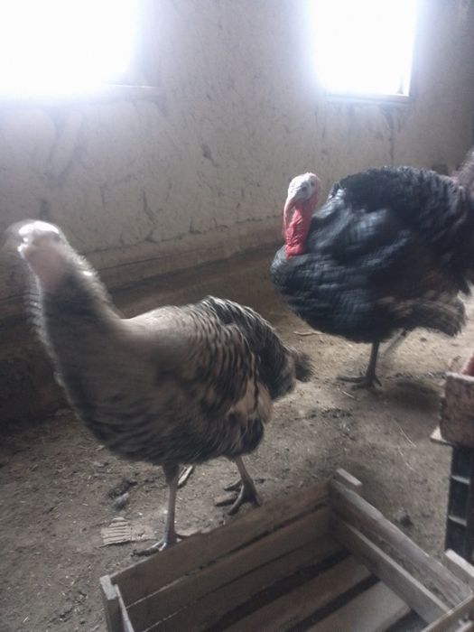 Kurk kurka sotiladi narxi 1200 xòrozi bilan sotiladi katta kurkala