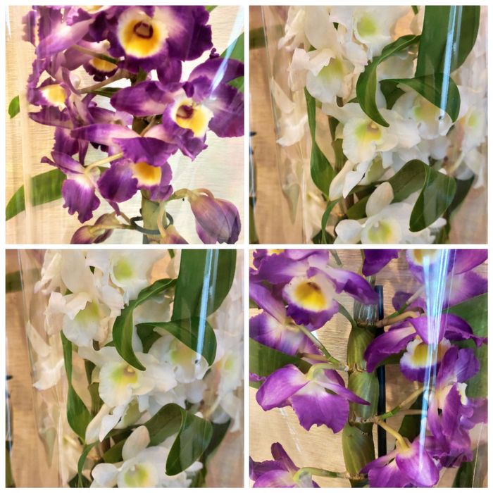 Орхидеи в наличии Кокшетау