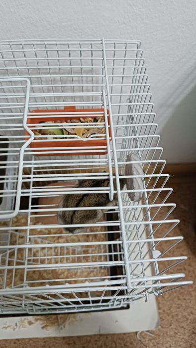 Хомяки Джунгарики