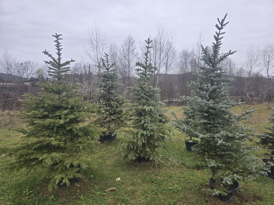 Brazi argintii și verzi ieftin