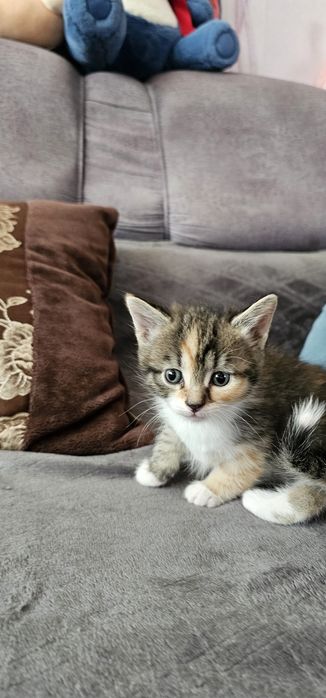 Бесплатно котята