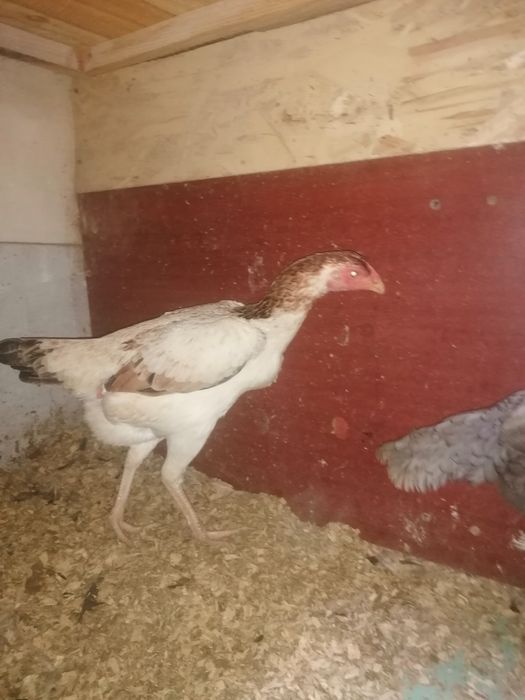 Дакан вьетнам кытай