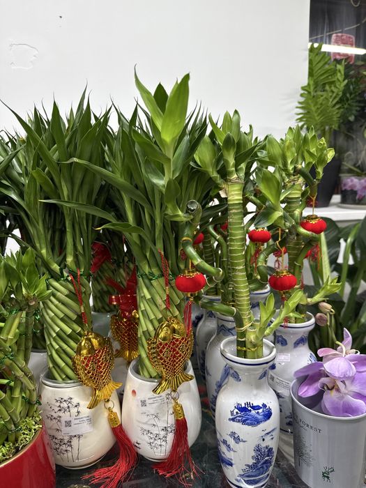 Оригинальный бамбук в керамике