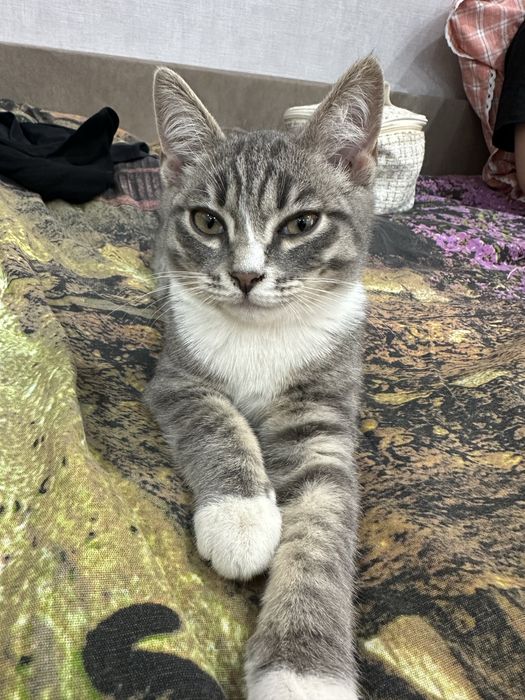 Кот 3 месяца