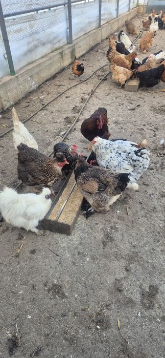 Oua de incubat de la aceste găini