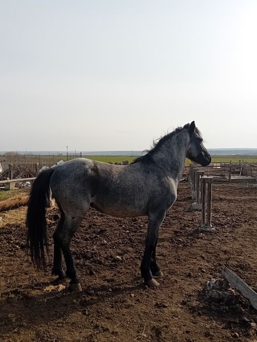 Armăsar metis de Lipitan + o iapa gestanta în 7 luni