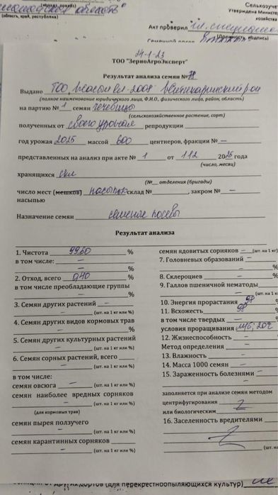 Семена красной чечевицы