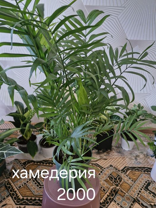 Бөлме гұлдері арзан