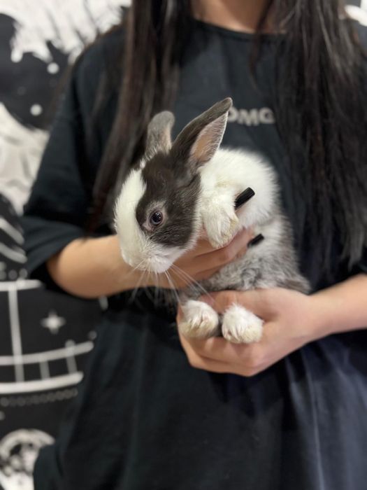 Продам декоративного кролика