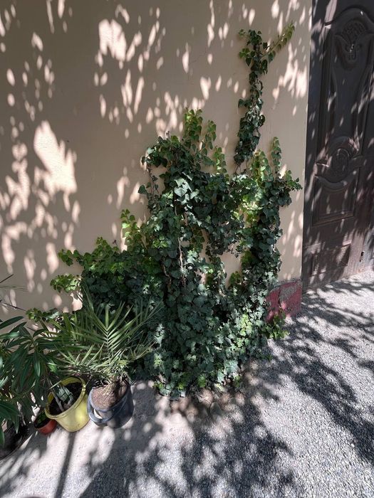 Pechak Gul devor uchun