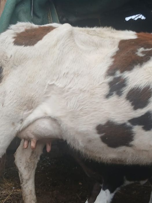 Сиыр   бузауымен