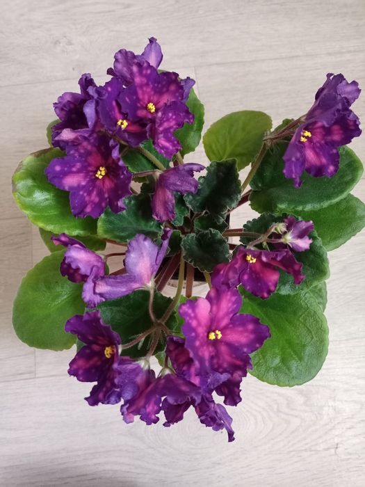 Продам сортовые фиалки