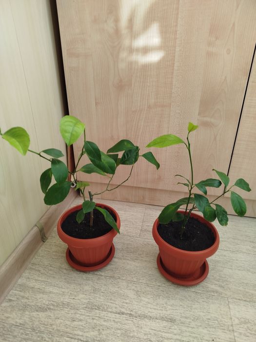 Продается саженцы лимона.