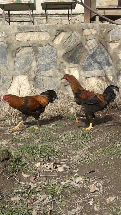 4 та куланги/брама 4ta kulangi/brama