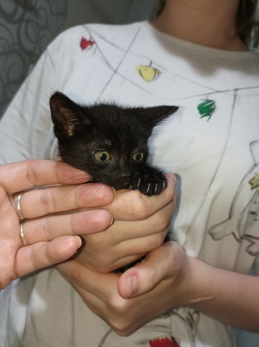 Отдам кошечку в добрые руки!