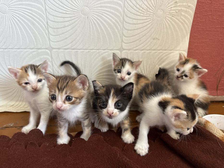 Котята в добрые руки