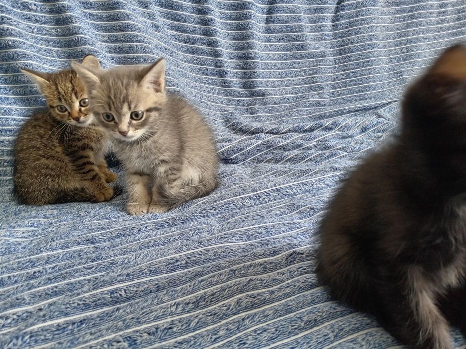бесплатно котята