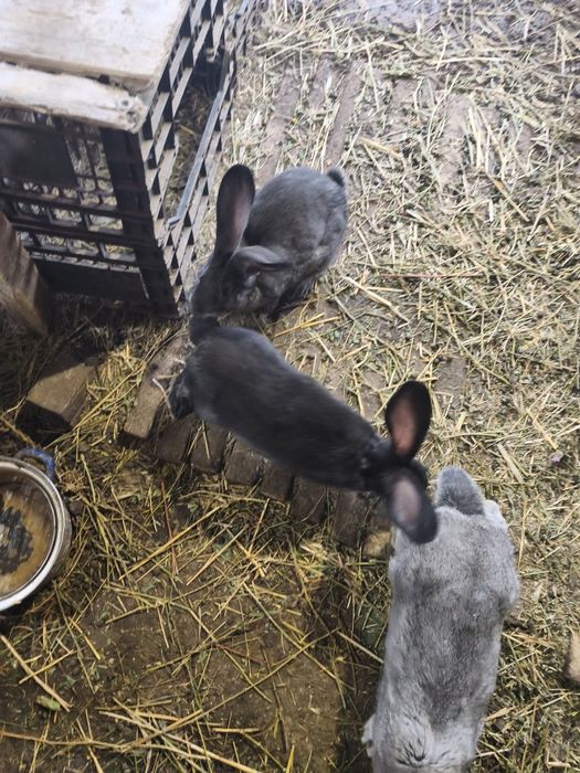 Iepuri Uriaș german