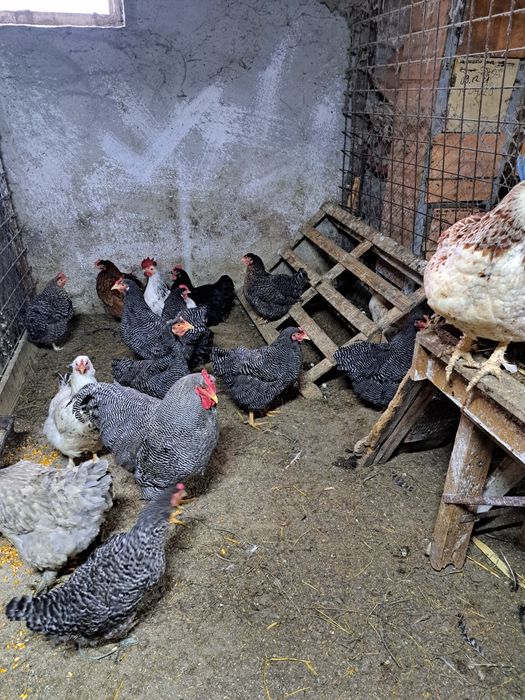 Vand patru găini și un cocoș