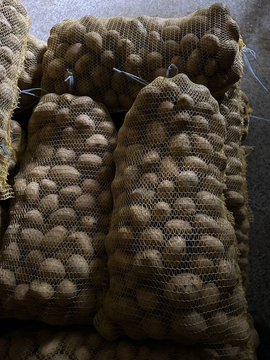 Семе за картоф Сорая/Карелиа/Агрия А клас