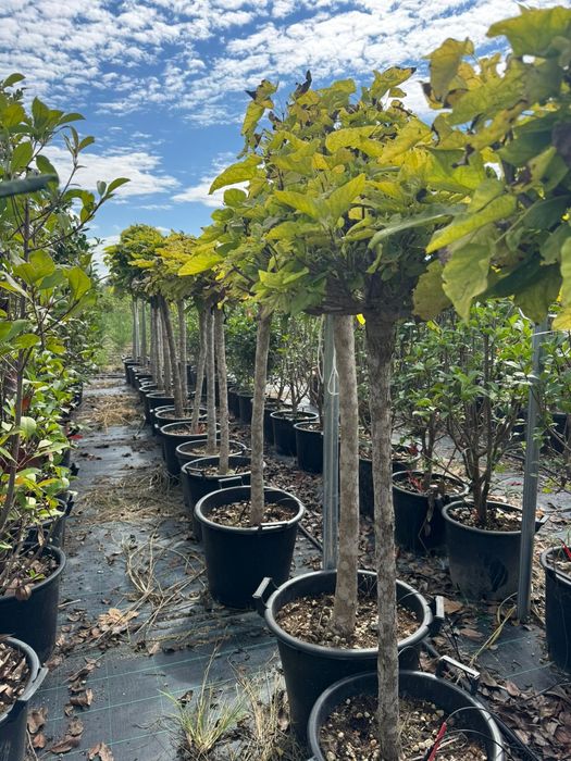 Tuia  leylandi  plante  bambus