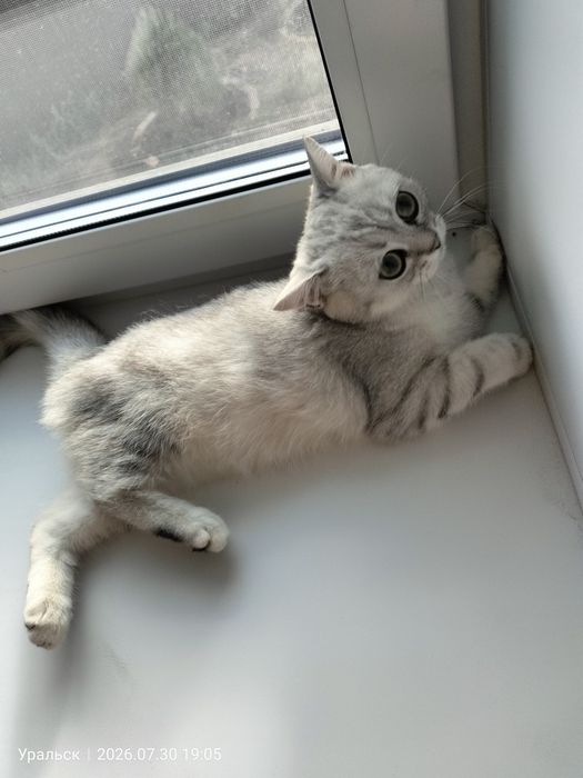 Отдам в добрые руки кошка