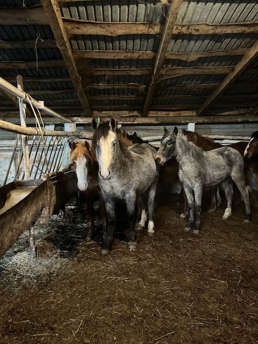 Продам жирных лошадей с откорма