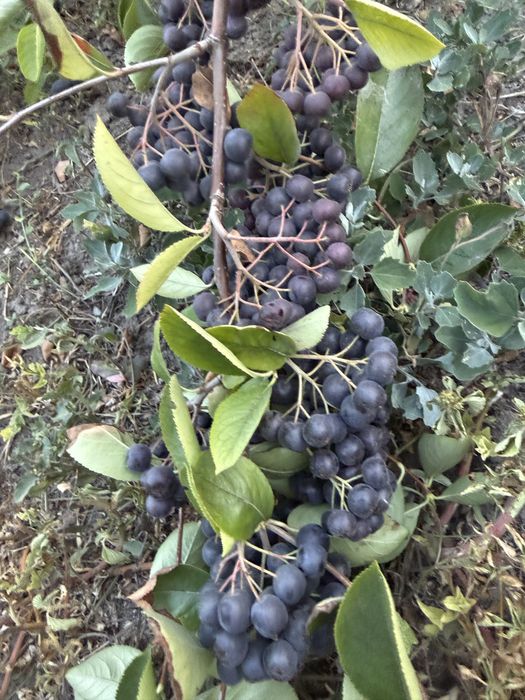 Vand Aronia proaspata