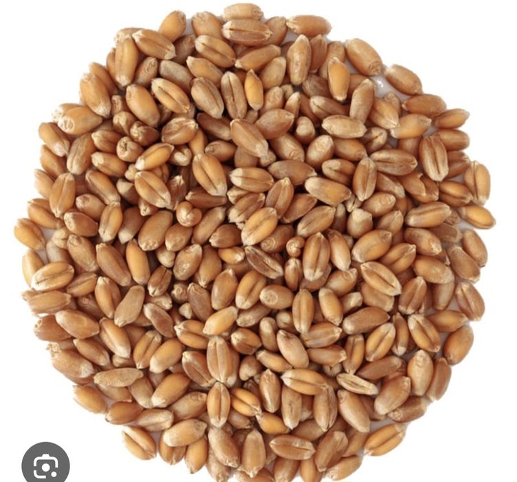 Продаётся пшеница! Сатылымда бидай,арпа бар