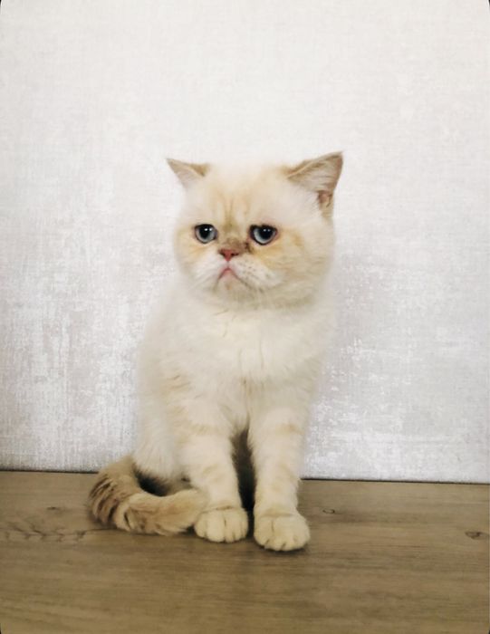 Чистокровный экзот