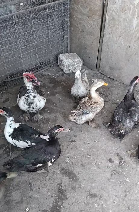 Disponibile rațe leșești românești simple și moțate