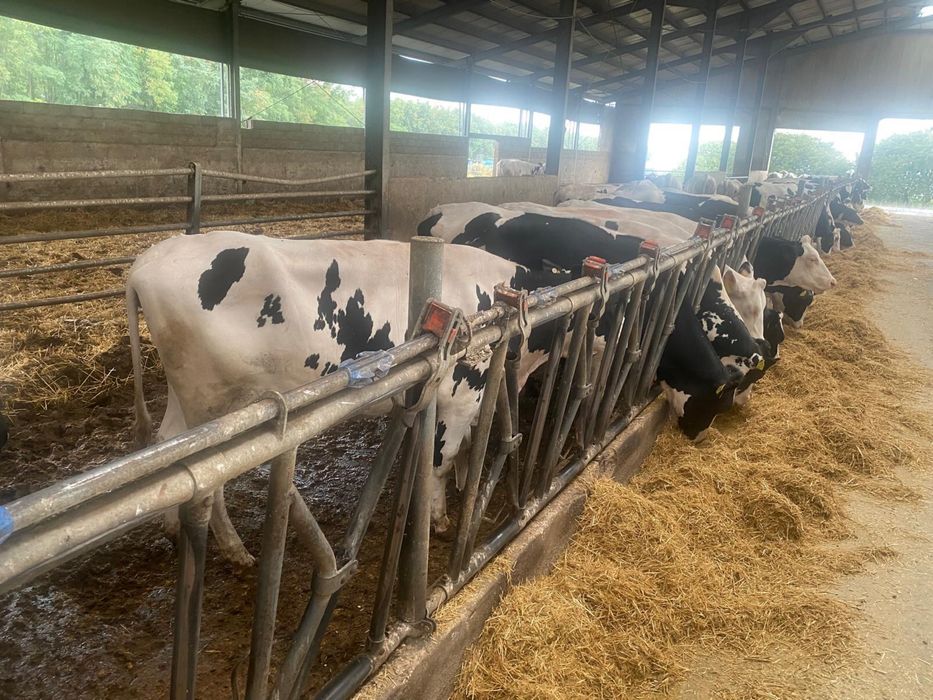 Vaci Juninci Holstein Baltata