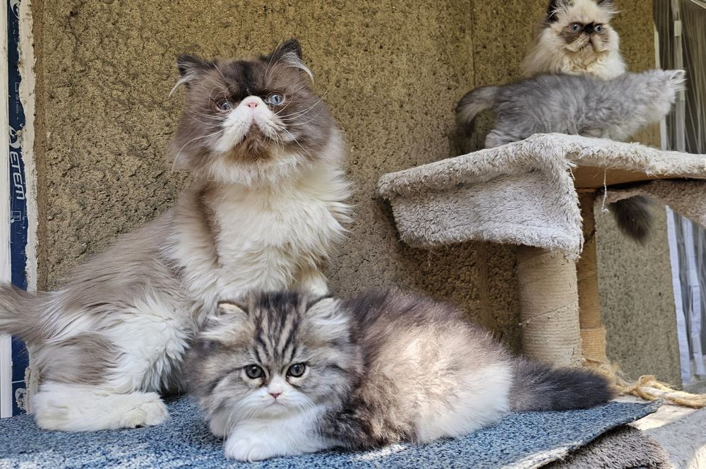 Персийски котенца